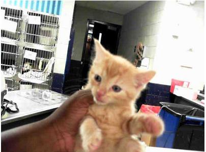 Kitten at the Charlotte pound, as shown on PetHarbor.  The respect.  It's profound.
