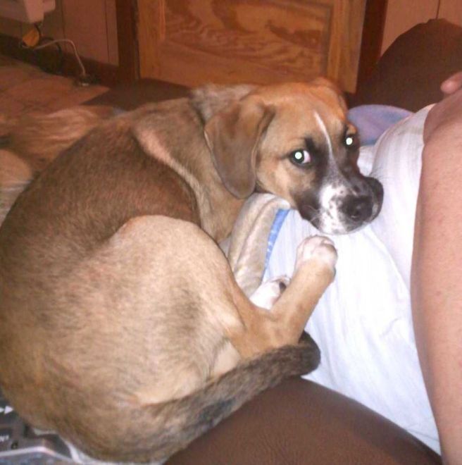 Ella, as seen on the WSB-TV website.