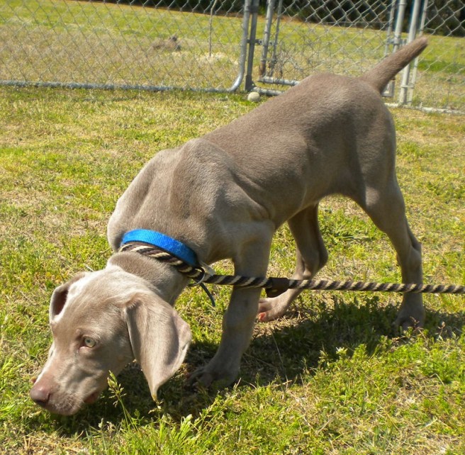 Merlin, a puppy being sold by A Second Chance Animal Shelter.