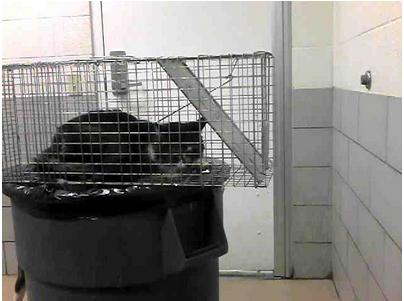 Cat ID #101428 in a trap on a trash bin at the Nashville pound, as pictured on PetHarbor.
