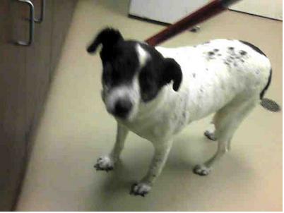 Dog ID #101482 on a chokepole at the Nashville pound, as pictured on PetHarbor.