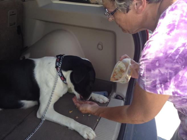 A volunteer with Friends of campbell Co Animals feeds a pregnant stray dog by hand in this photo from the group's Facebook page.  