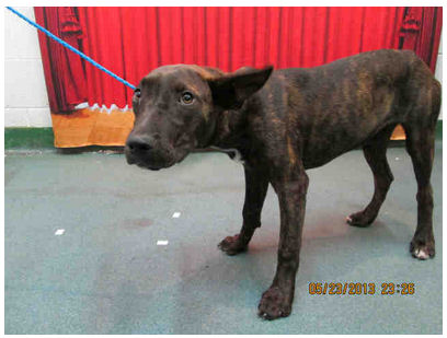 Dog ID #1532160 at the Miami-Dade pound, as pictured on Petharbor,com.
