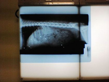 Wendy was shot at some point before we got her, as evident by the small game shot visible throughout this x-ray.