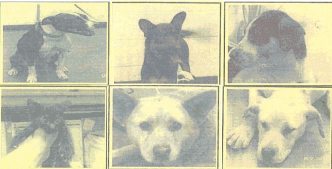 How many more, Memphis?