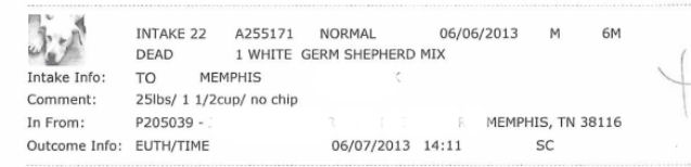 mas intakes june 6 2013 dog3