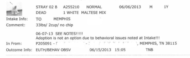 mas intakes june 6 2013 dog4