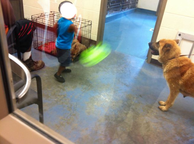A mama dog and her 3 crated pups as seen through the glass on the door to the owner surrender room at the Memphis pound on June 29, 2013.  (photo by Jody Fisher)