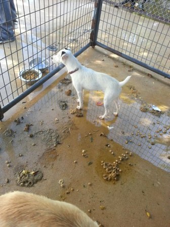 A Jack Russell Terrier stands in a filthy kennel at CLASS in Comal Co, TX. (Image via Facebook)