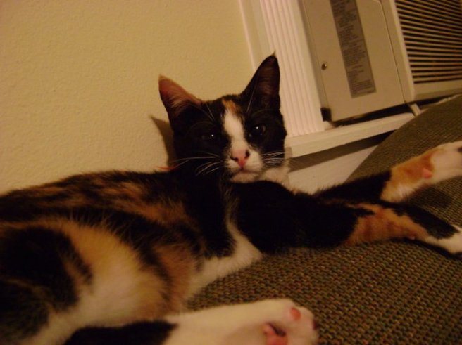 "Kitty Kumquats is a 5 year old spayed female. She gets along with other cats, dogs, and small kids. She is very well behaved and easy to care for. She is microchipped."