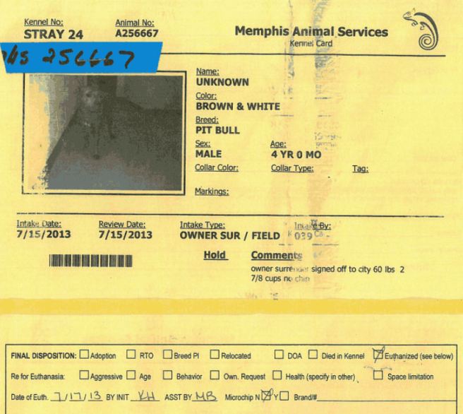 Dog ID #256667, killed at the Memphis pound.