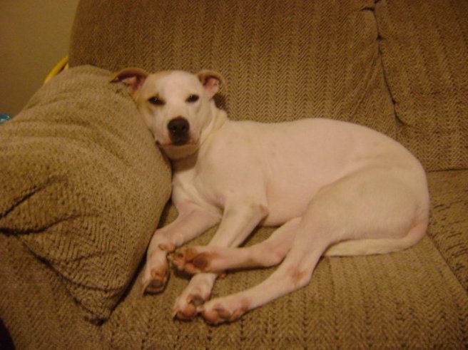 "Sugar is a 4 year old spayed female. She is very obedient and well behaved. She is housetrained, crate trained, and gets along with cats, other dogs, small children, and people of all shapes sizes and ages. She is microchipped."