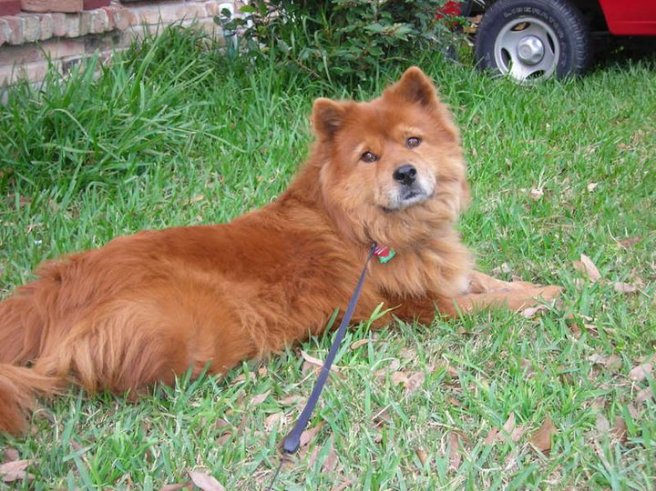 "Tasha is a 13 year old spayed female. She was originally rescued after Hurricane Katrina. She is very quiet and a little shy, but very sweet. She has lived in lots of different places and been around a lot of different people. She gets along with cats, other dogs, and small children as well, and is perfectly housetrained and also crate trained. She is very well mannered and calm and just likes to have a little spot to rest."