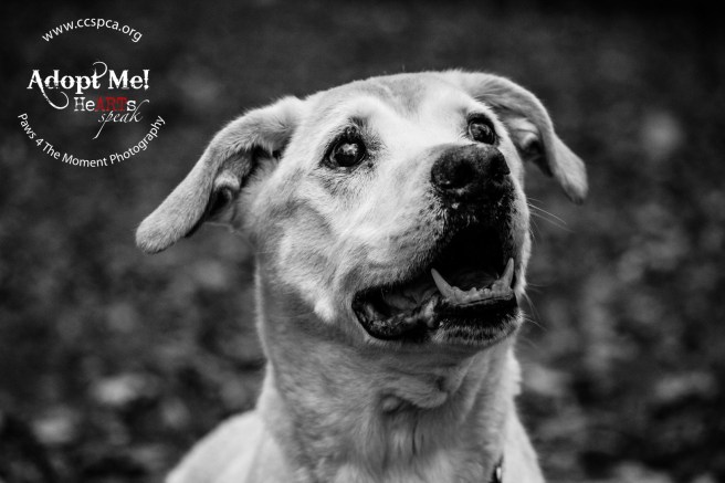 Chance at the Chester Co SPCA in PA.