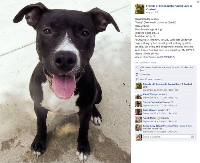 Screengrab of a dog posting on the Friends of MACC Facebook page