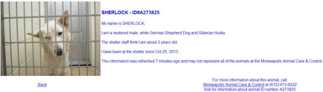 Screengrab of a dog listed as adoptable on the MACC website.