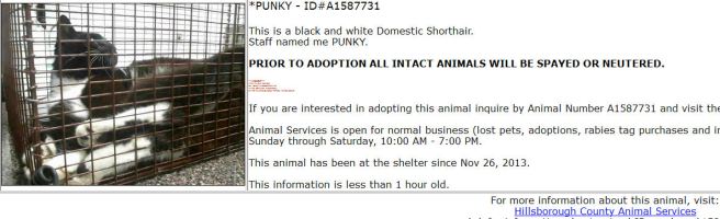 Screengrab from the Hillsborough Co pound's PetHarbor listings