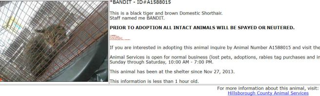 Screengrab from the Hillsborough Co pound's PetHarbor listings