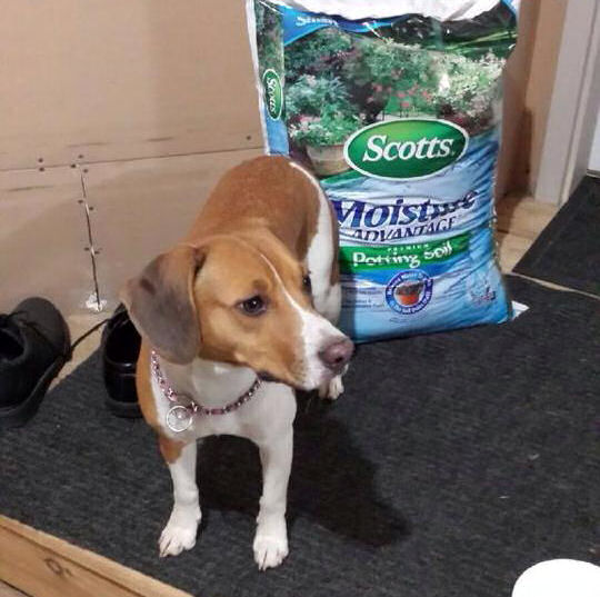 This friendly dog was killed by Fox Valley Humane Association even though an adopter was waiting.