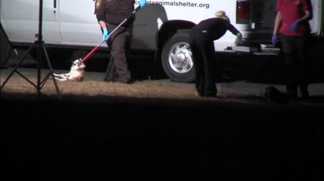 In this screengrab from WGHP, a toy breed dog is dragged by a metal noose on the end of a steel pole by an ACO.