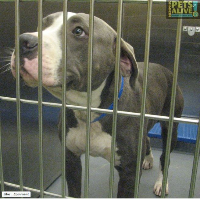 Rocko, as posted on the Memphis Pets Alive page on Facebook.