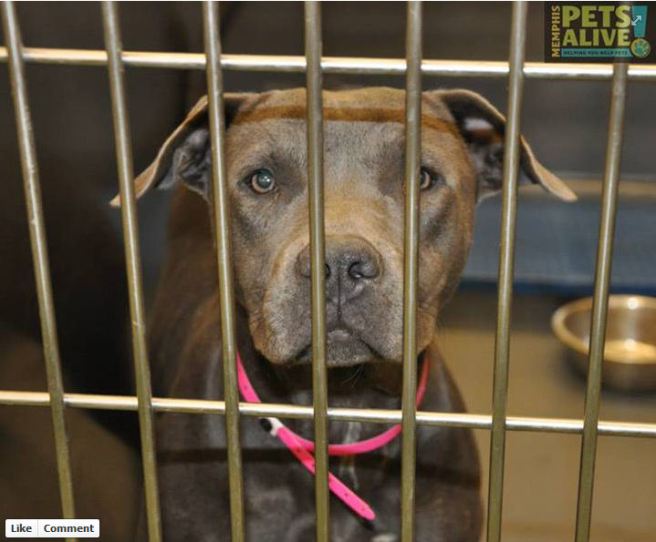 Beauty, as posted on the Memphis Pets Alive page on Facebook