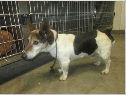 Costello, as pictured on the PetHarbor listings for West Los Angeles ACC.