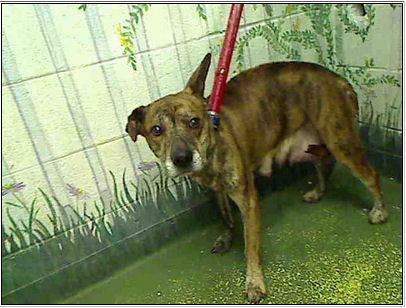 Nursing dam on a chokepole at Fulton Co