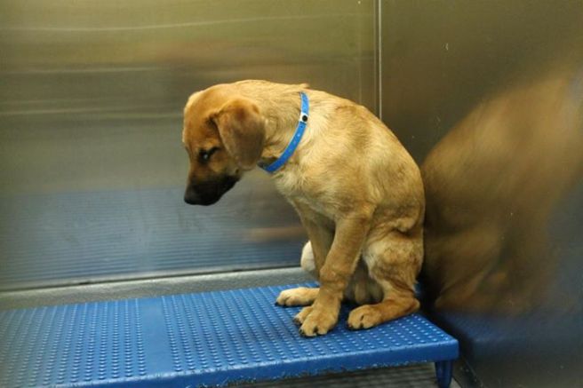 Puppy ID # 269057 at the Memphis pound.