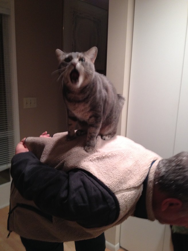 Submitted by Karen F: Banana starts to express boredom at having her very own biped to ride.