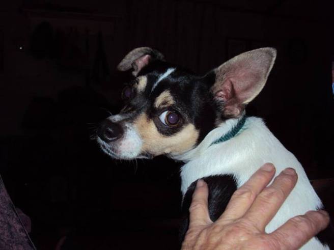"Sheldon" after 14 months in foster care with me, Dot Kirby, Yanceyville, NC.  This tiny 11th hour rescue has an adopter!  His new Mom will be flying from Canton,OH to NC to meet him for the very first time on Jan 8, 2014 and flying him back to his forever home.