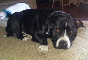 Fatboy, as pictured on Facebook.