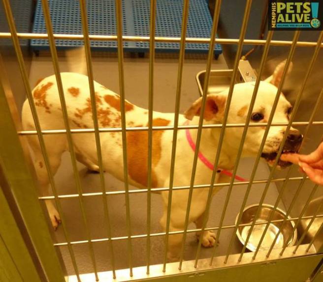 [via Memphis Pets Alive page on Facebook]