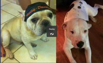 Screengrab depicting Jake and Jax from a video at the Click2Houston website