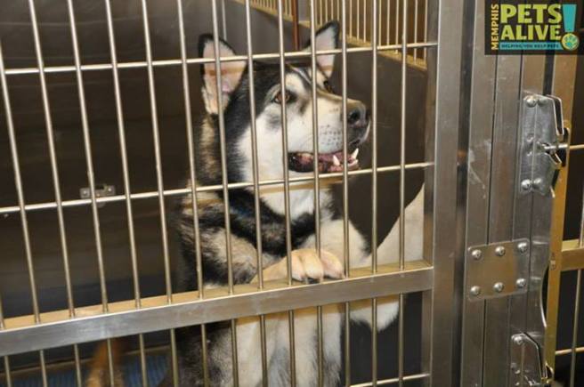 Dog ID #263122 at MAS, as posted on the Memphis Pets Alive page on Facebook.
