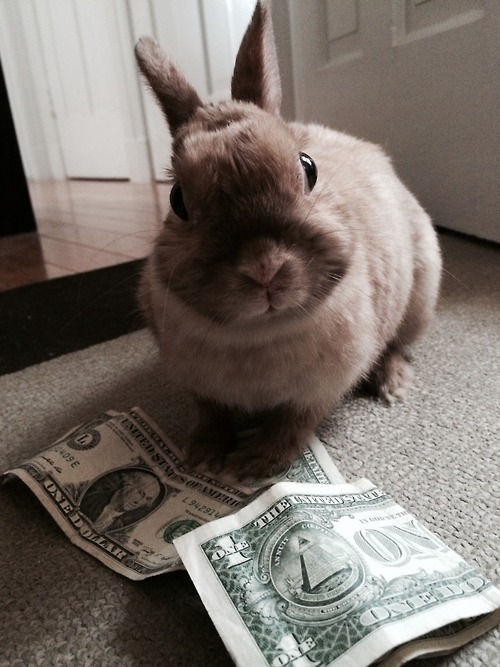 Mo bunny, mo problems [x]