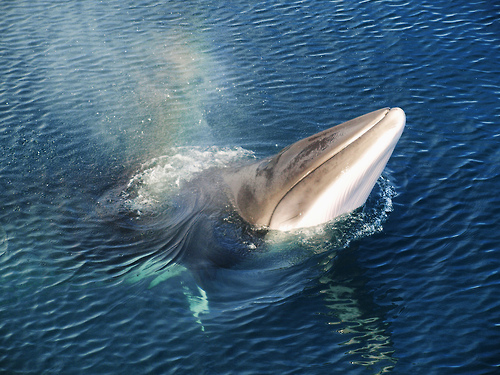 Minke whale, [x]