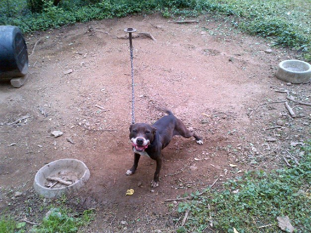 This waggy dog, shown on the Nashville.gov website, appears to be in decent shape, unlike some of the other dogs seized by law enforcement in the raid.