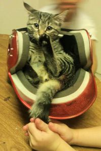 Prince (photo by Marie Luera)