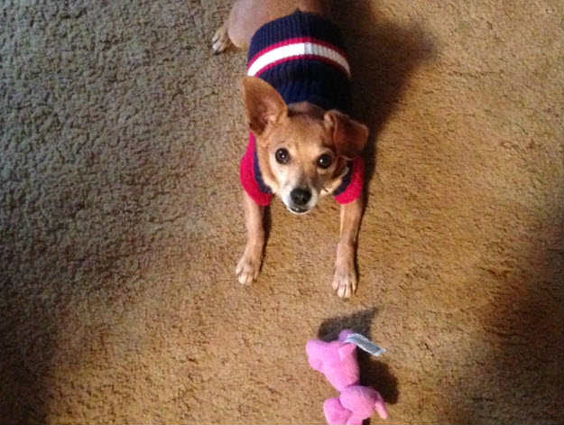 Ace, as pictured on the WBTV website.