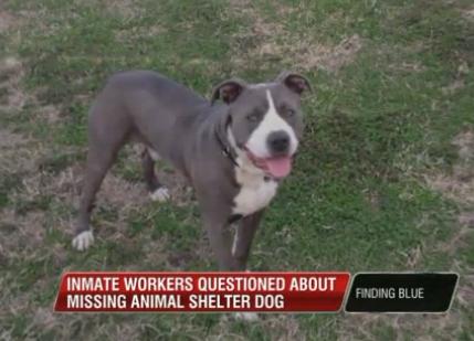 Blue, as depicted in a screengrab from the WREG website.