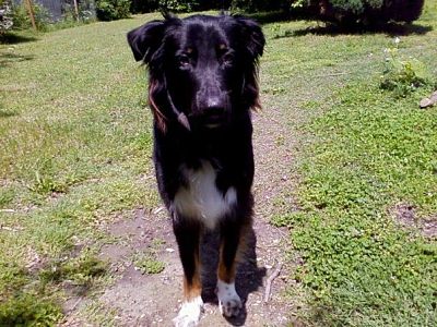 Broody, as pictured on the WSET website.