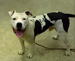 Chance, as pictured on the Chicago Sun-Times website.