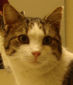 Dingo after receiving treatment for ringworm (Photo by JF Richards)