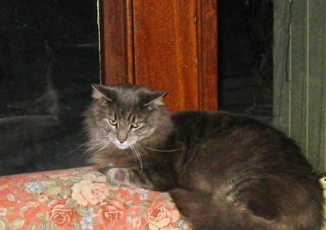 Doozie Bean, as pictured on The Evening Tribune's website.