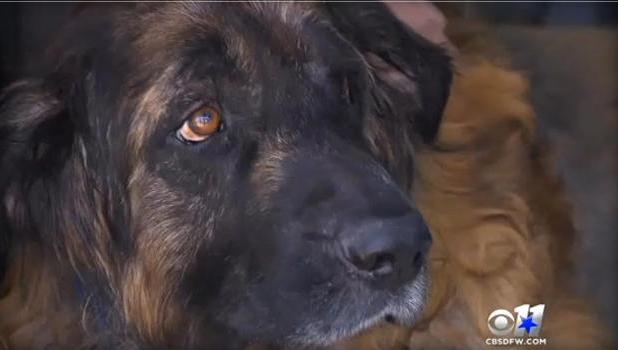 Sid , as pictured on the CBS website