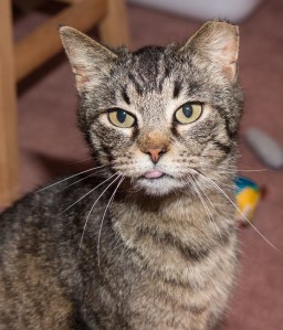 Stray neutered cat, recently taken in by a Good Sam who prevented him from ever going to a shelter.  (Photo by Casey Post)