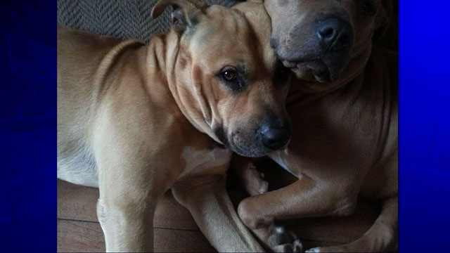 Capone, as pictured on the WHDH website.