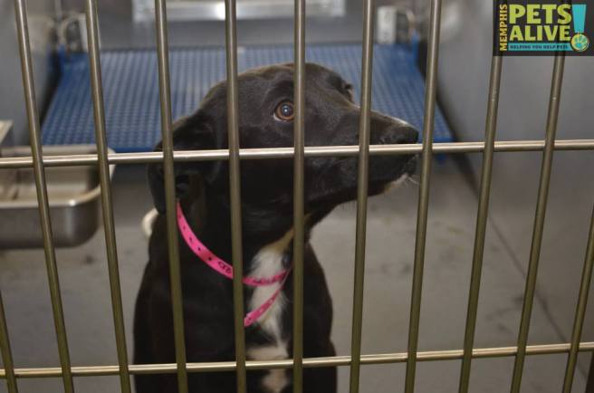 Dog ID #267072 at the Memphis pet killing facility, as shown on Facebook.  Her "review date" is tomorrow.