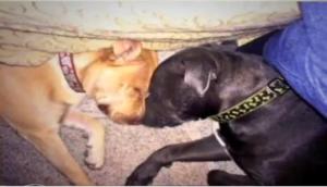 Daphne and Rocko cuddling, as pictured on the News 12 website.